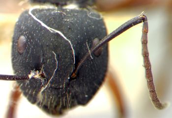 Media type: image;   Entomology 21507 Aspect: head frontal view